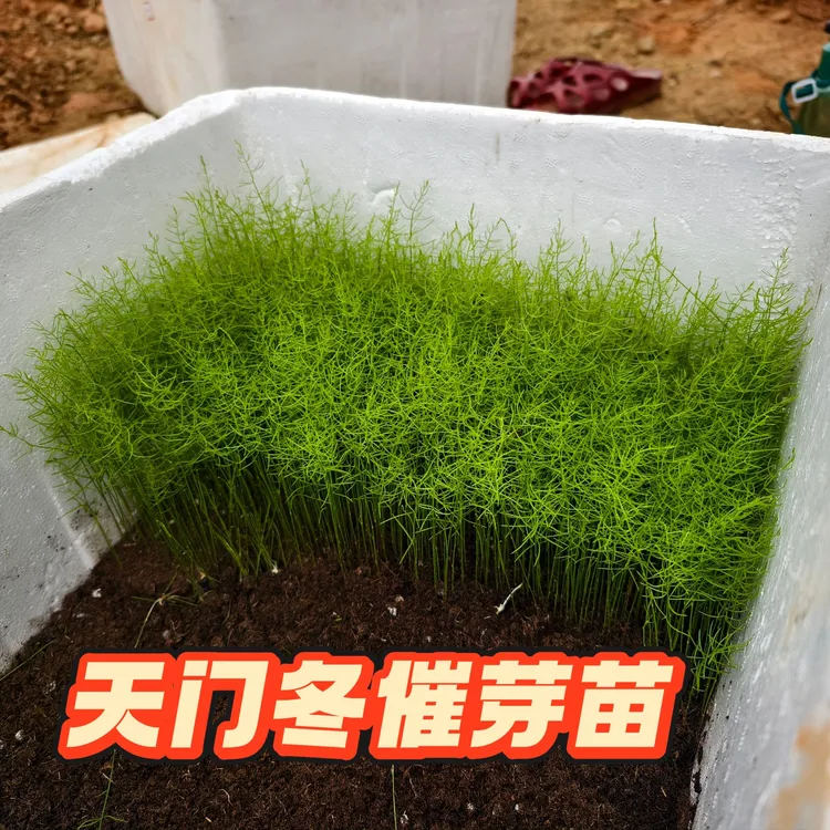 药材种苗大果天门冬催芽种子种苗耐旱新技术种植可套种其他药材