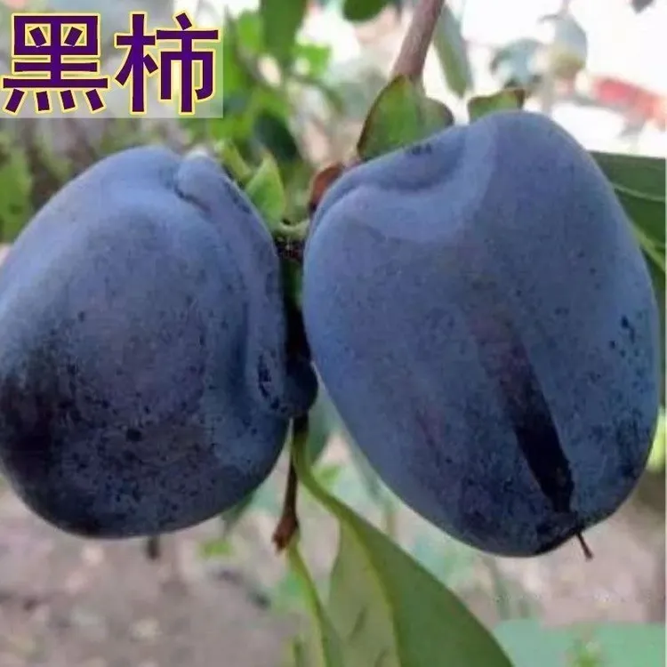 嫁接黑柿子树苗超甜无涩生吃柿子耐寒盆栽地栽南北方种植当年结果