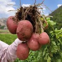 云南高原红皮黄心土豆新鲜现挖农家自种粉糯干面