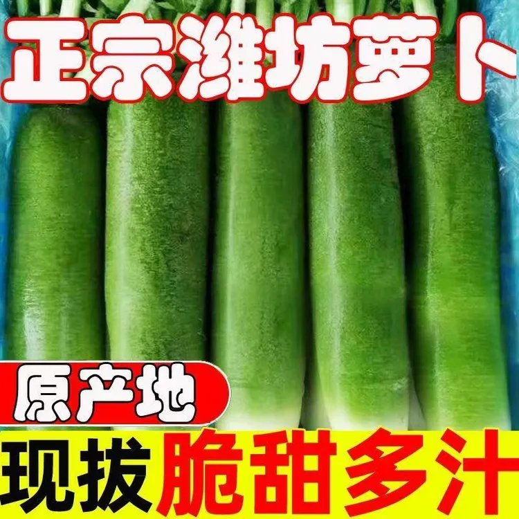【正宗潍县萝卜天星2号九月15】头茬水果萝卜萝卜界的扛把子产地