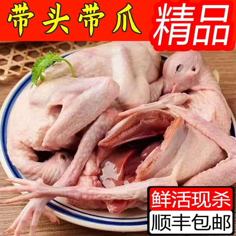 鸽子肉中山石岐乳鸽土鸽子汤批发坏单包赔新鲜现宰顺丰发货元宝鸽