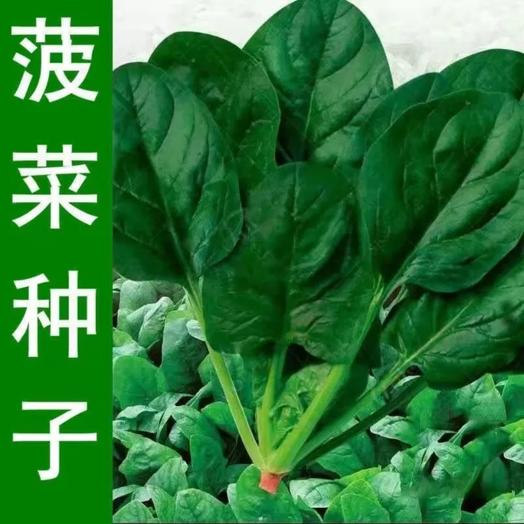 【任意拍满5包包邮】四季大叶菠菜种子紫叶菠菜红叶菠菜蔬菜种子