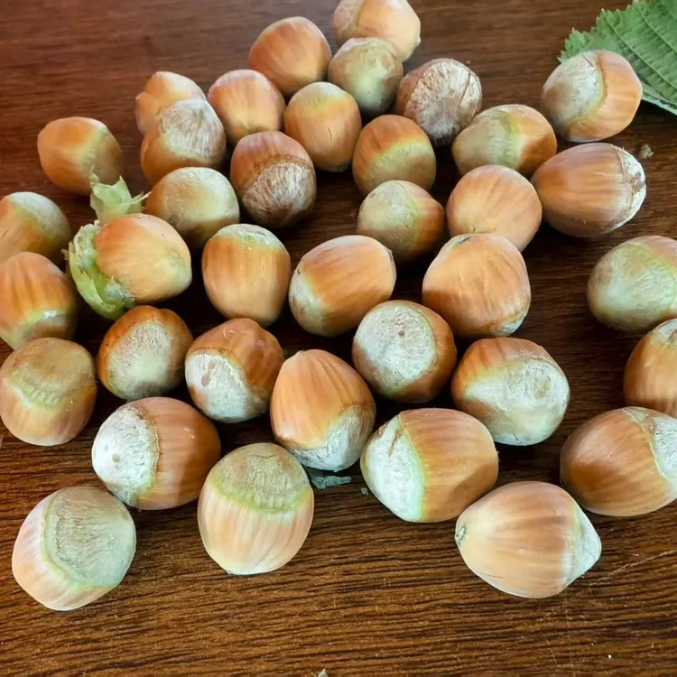 后城土特产品大榛子剥皮现摘核5斤