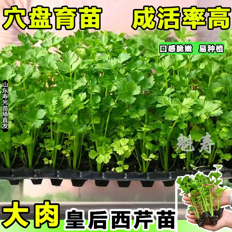 四季皇后大肉芹苗秧带土球实心西芹种子根芹红香芹蔬菜苗盆栽庭院