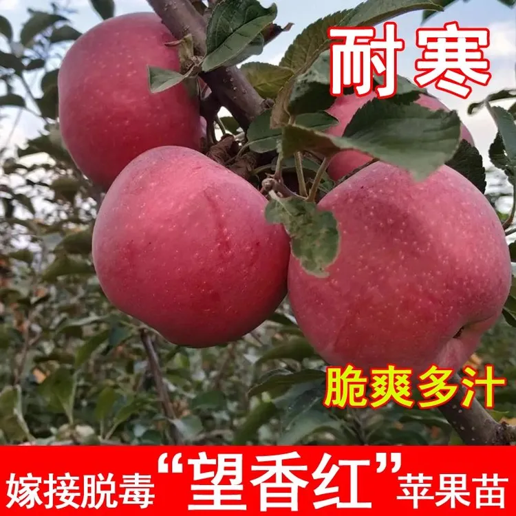 嫁接望香红苹果树苗望乡红西施红苹果苗南方北方种当年结果果树苗