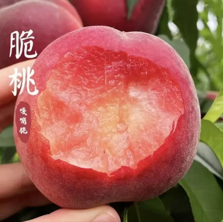 红脆蜜桃果园现摘脆甜多汁红不软桃子新鲜水果脆毛桃
