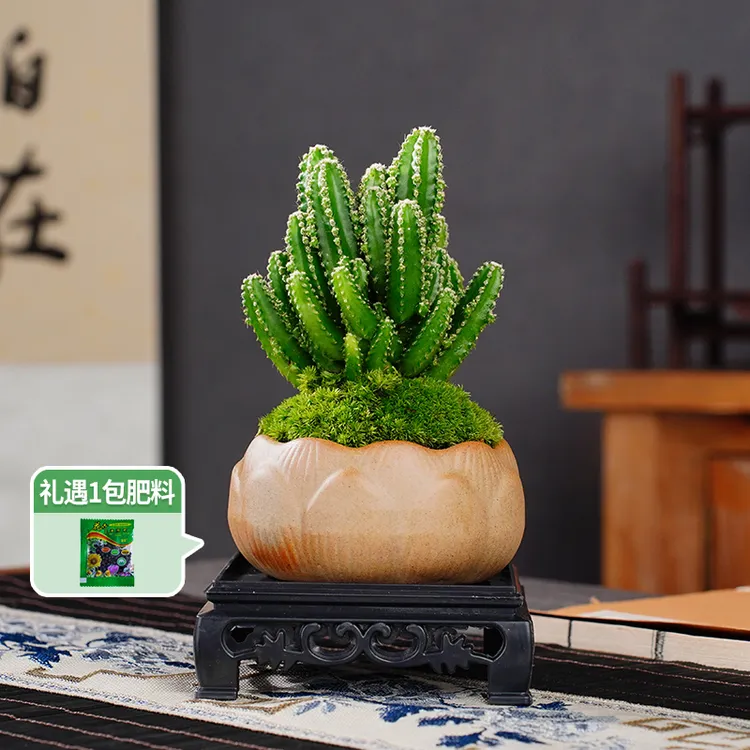 【创享绿洲】万重山带花盆仙人掌耐旱迷你植物客厅盆景茶室绿植盆栽