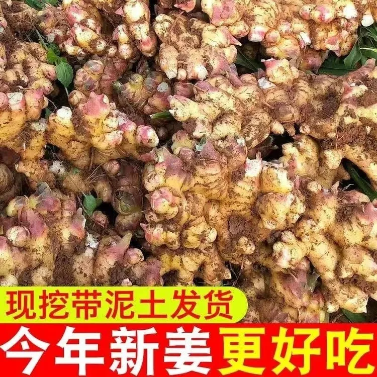 【云南高山小黄姜】净重3/5/9斤现挖现发 产地直发（坏姜包赔）J7