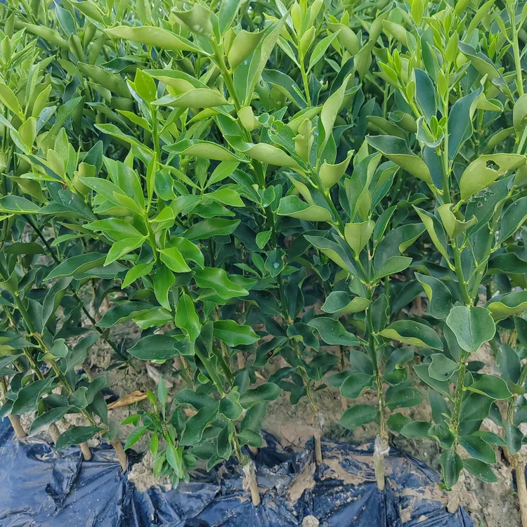 正宗脆蜜金桔树苗脆蜜金柑树苗