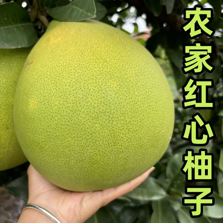 湖北荆州红心蜜柚新鲜水果孕妇当季多汁农家红心柚子不套袋不打药
