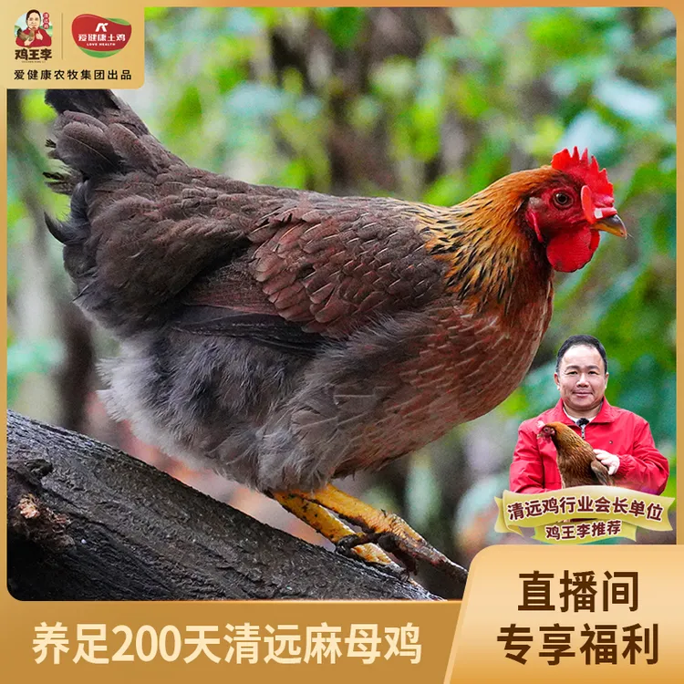 【次日达】鸡王李正宗清远鸡1kg现宰现发散养200天鸡味浓郁生态养殖