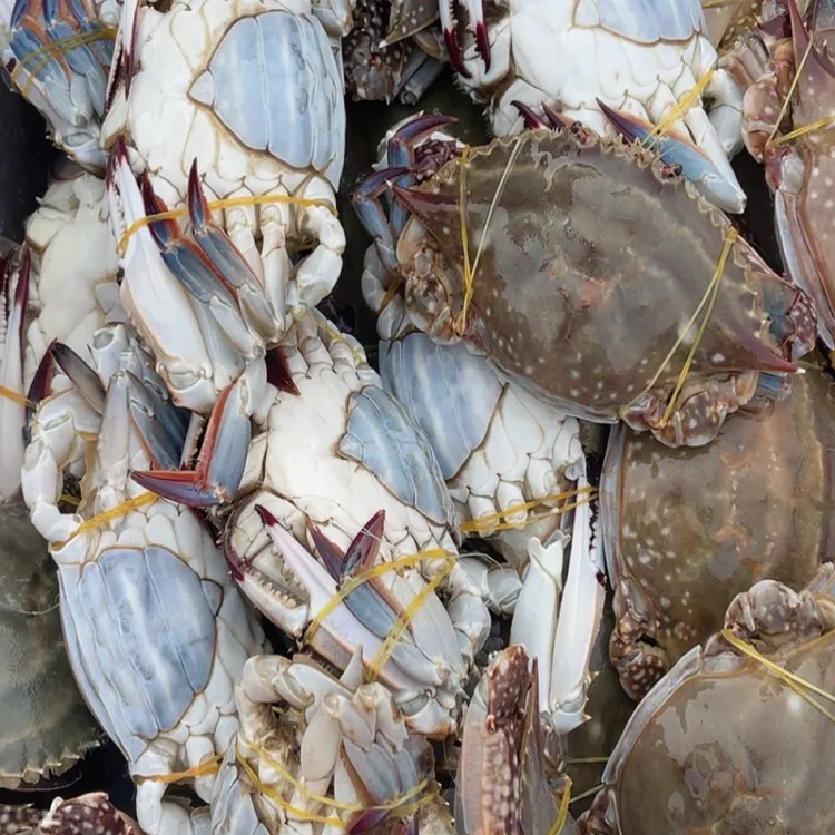 渤海湾一卤盐咸呛蟹(刚上船的)老母蟹一斤两个