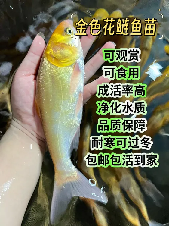 金大头鱼苗食用鱼可观赏金大头鱼黄金花鲢鱼金色鳙鱼苗净化水质