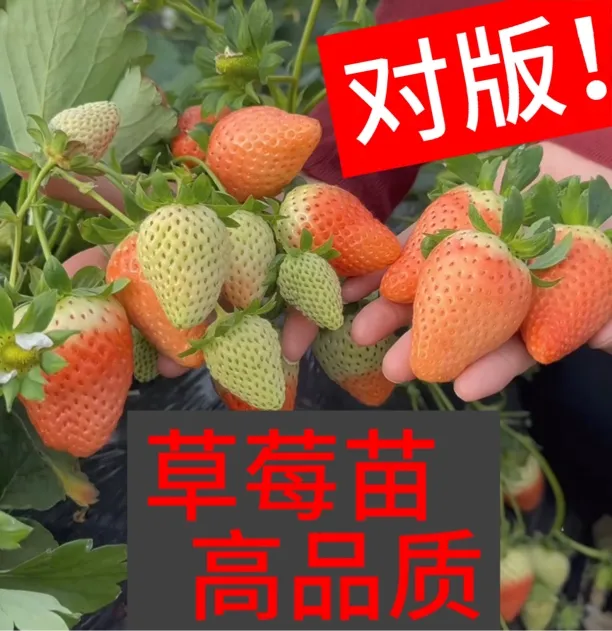 对版实拍精品草莓苗穴盘苗粉玉2号隋株天仙醉章姬徽黄盐莓1号