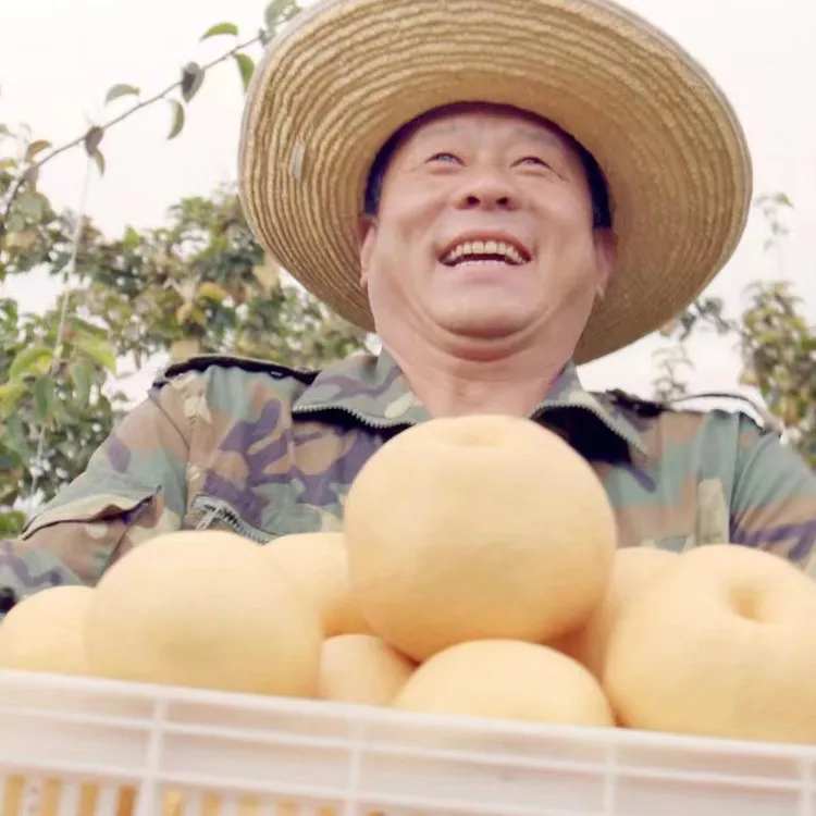 太行山高平张姐花开圣果晚秋黄梨 水大果甜，果园直摘，当天发货