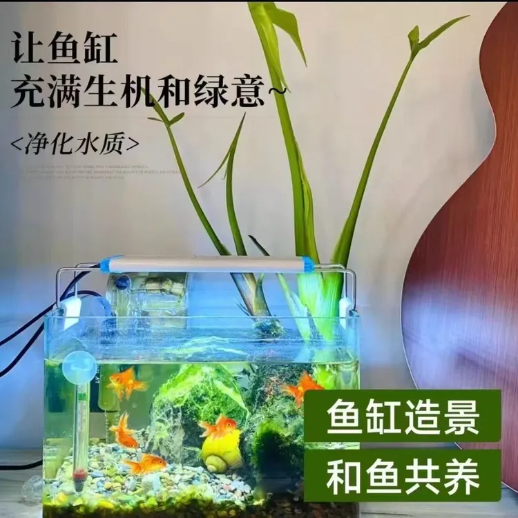 水生植物慈姑种苗茨菇种球慈菇水培茨菰阳台净化水质鱼缸造景水草