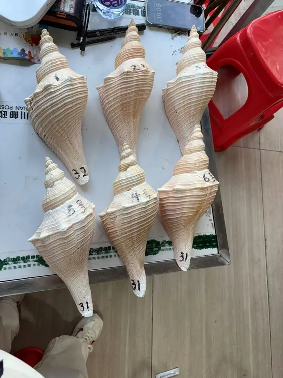 大公海螺长度30--32左右 可以帮开口
