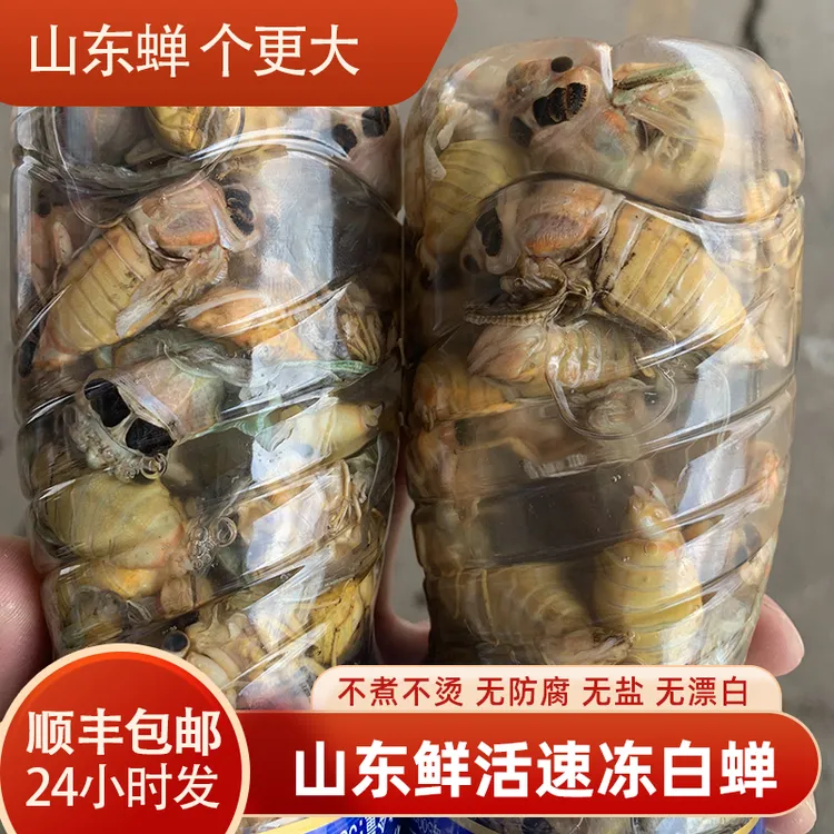 白蝉嫩知了银蝉50只一瓶知了猴蝉蛹油炸昆虫