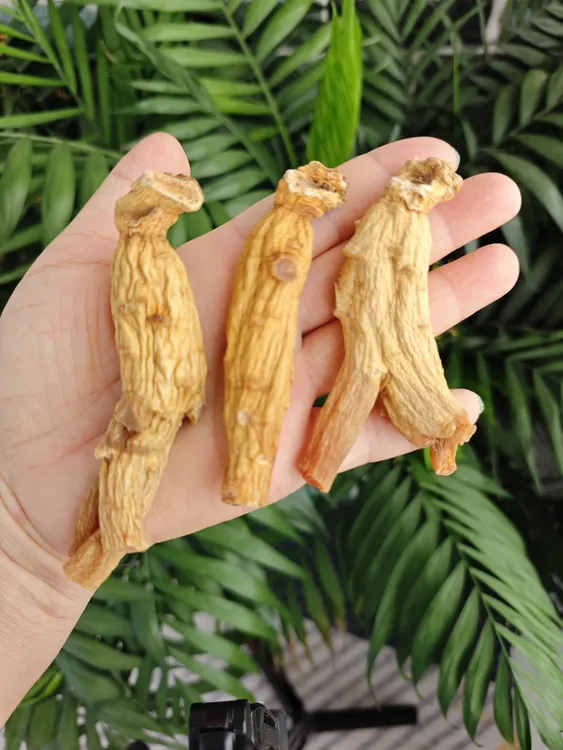 韩种高丽红参光支  规格22—24支（半斤11—12支）