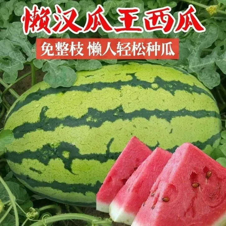 懒汉瓜王西瓜种子当季菜园大棚超大甜西瓜农家巨型薄皮麒麟瓜种籽