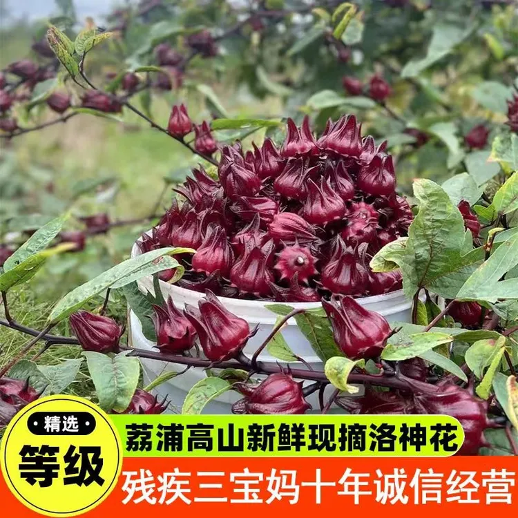 广西桂林25年新鲜现摘洛神花 洛神葵鲜果红桃K玫瑰茄食用花茶泡茶
