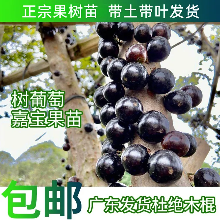 （一物一拍）沙巴嘉宝果树葡萄 艾斯卡 红妃 四季嘉宝果顺丰包邮