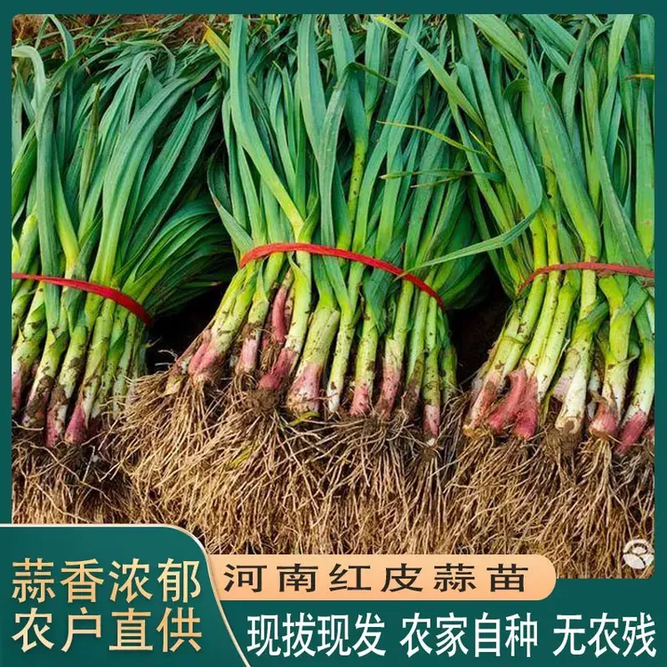 农家蒜苗新鲜蒜苗现挖现发绿色种植河南红皮蒜苗包邮无农药