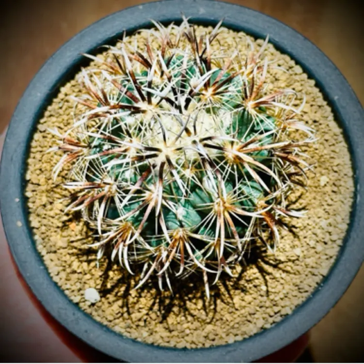 凤舞苗接落地养定顶花球属