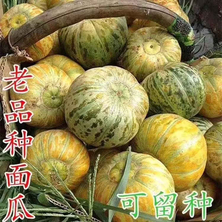 山东黄皮老品种面瓜老面瓜甜瓜画皮面瓜黄皮面瓜