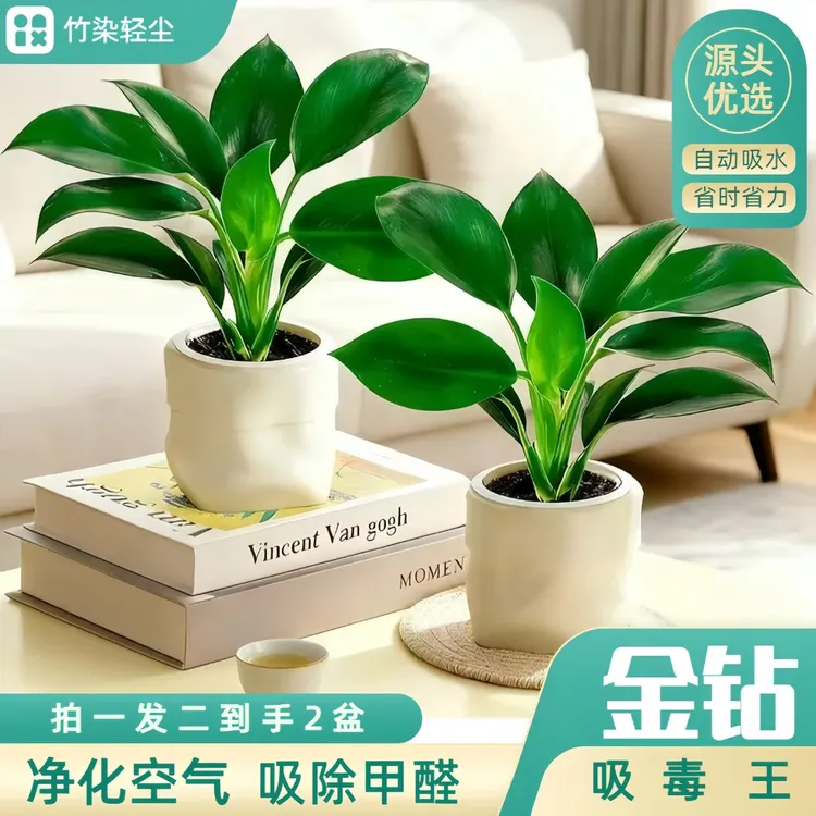 【买一送一】金钻绿公主室内花卉四季常青植物桌面小盆栽室内必备