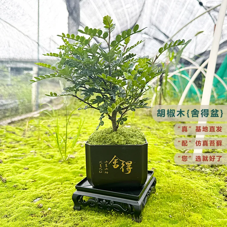 室内桌面盆栽批发胡椒木好养活驱蚊净化空气小树绿植胡椒木盆景
