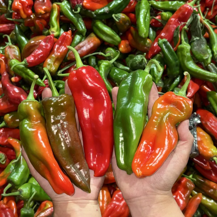 【买2斤送3斤五彩辣椒】鲜辣新鲜乌紫泡椒农家自种红泡椒现摘现发