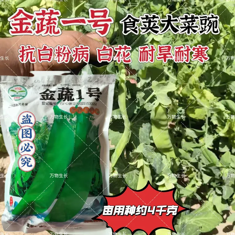 金蔬1号 食荚大菜豌 豌豆种子 鲜绿甜脆高产耐寒抗病商品佳 秋播