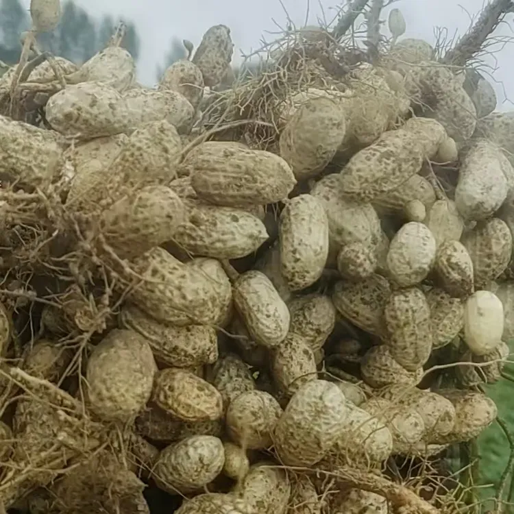 【李真农资】花生补控膨果增白增大