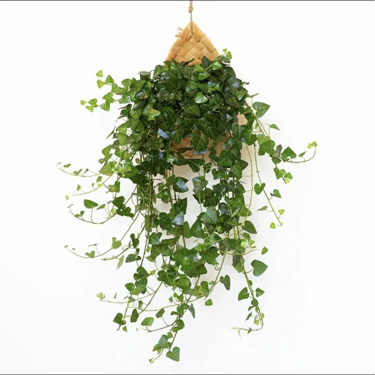 心叶垂吊常春藤吊兰比绿萝可水培挂墙绿植盆栽吸甲醛挂墙花