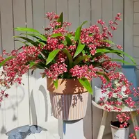 梦香兰  3盆 精致爆花带香味耐寒好养云南鲜花绿植