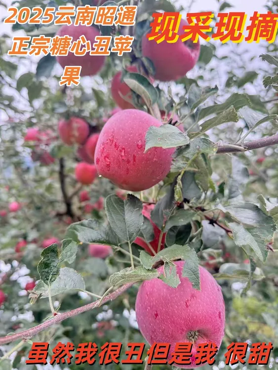 2025云南昭通冰糖心丑苹果新鲜现摘