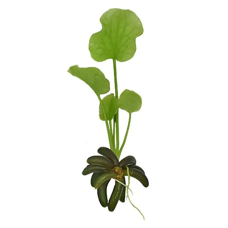 净化水质植物造景水生植物水生香蕉草浮萍新手水草鱼缸懒人水培