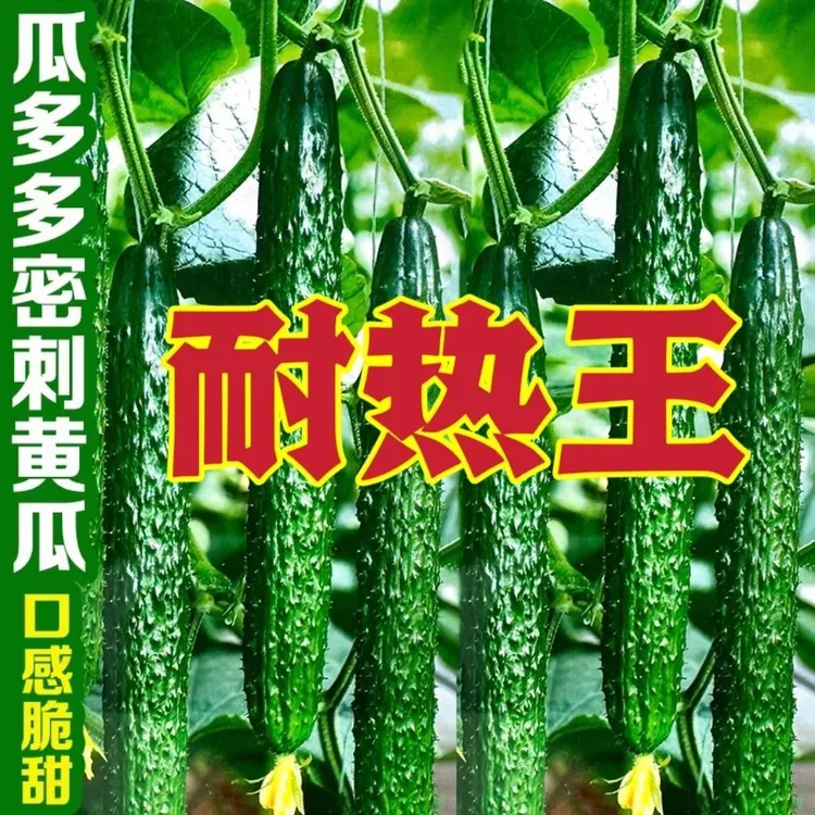 抗热王黄瓜种子夏播高产刺黄瓜籽口感好耐热农家四季蔬菜种子