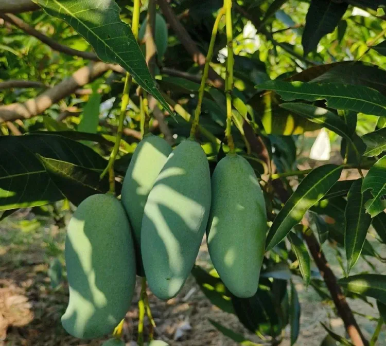 百色田东大桂七香芒10斤包邮广西田东果园新鲜采摘