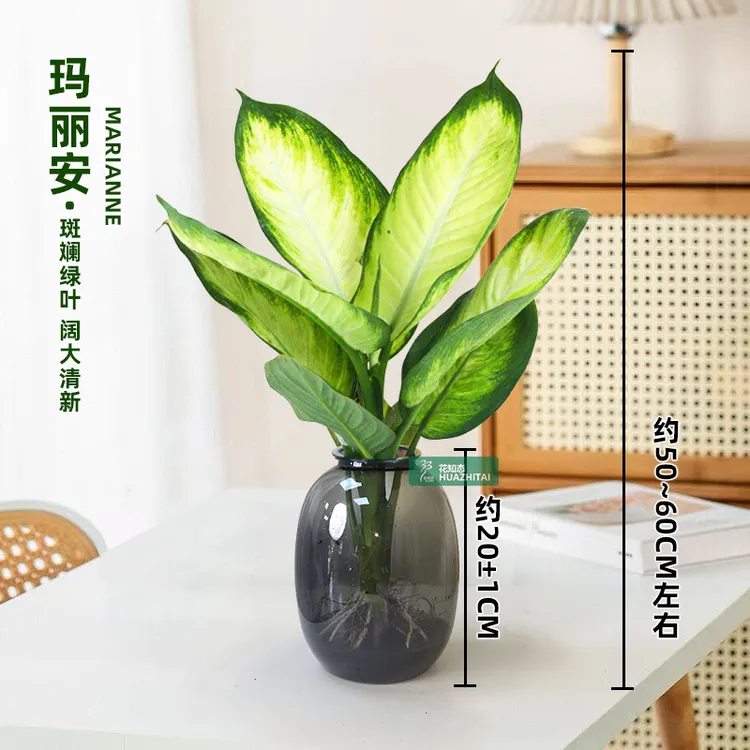 【玛丽安粉黛】万年青（约~60CM）盆栽桌面水培植物办公室绿植