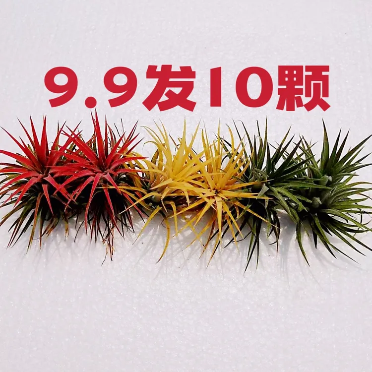 空气凤梨无土植物红黄绿三种颜色室内办公室好养好管理