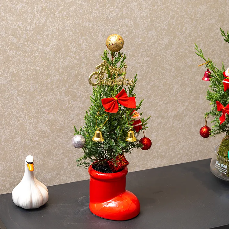 红鞋子小塔柏绿植盆栽圣诞树客厅家用桌面花卉圣诞节装饰植物