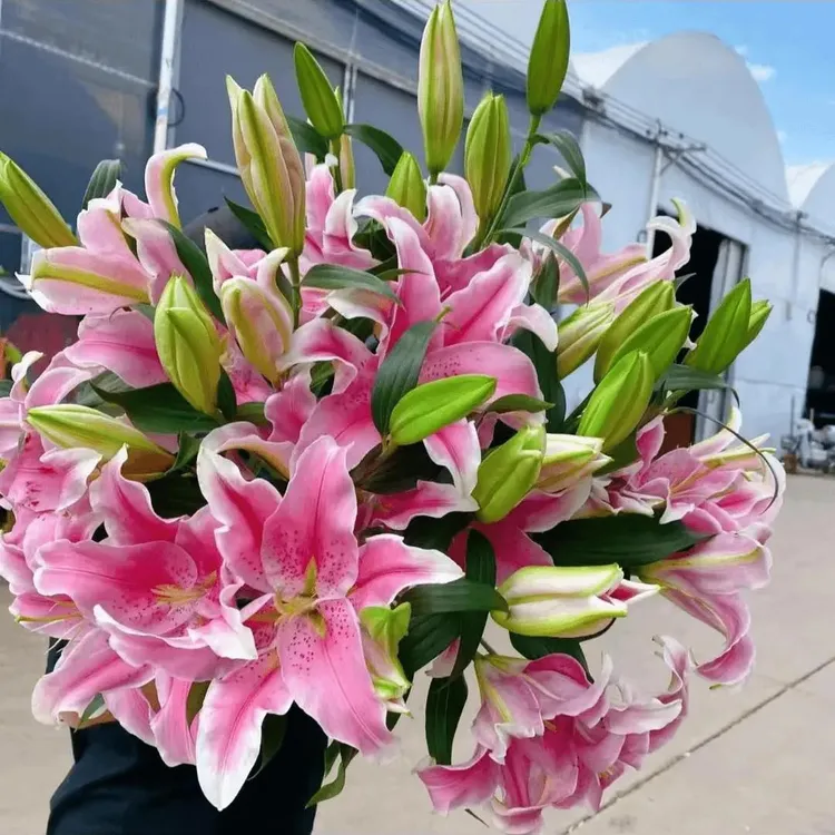 B-香水百合四季赏花重瓣大花朵花型阳台庭院低温春夏秋冬种植发芽商品图