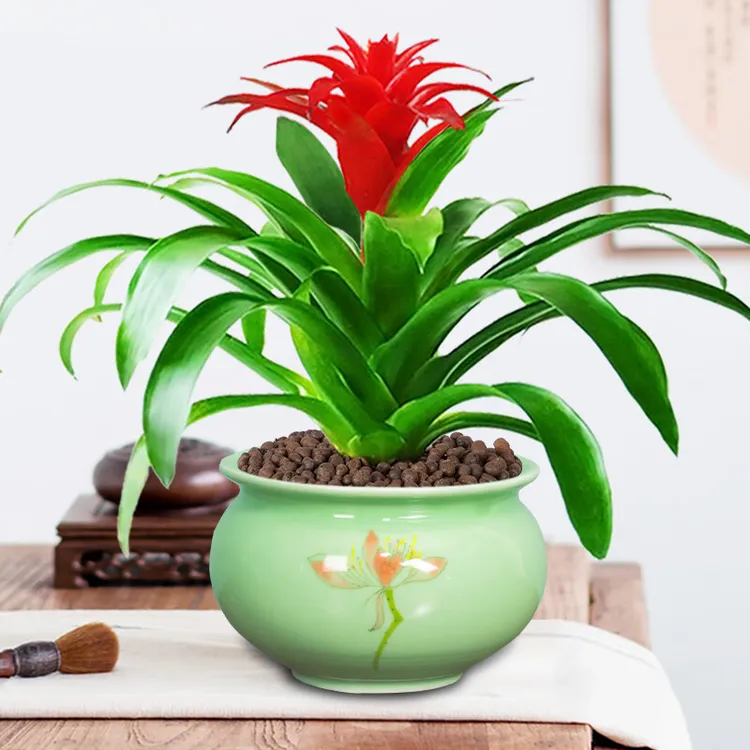 浓情绿艺鸿运当头盆栽植物花卉红星凤梨花大红色红运当头室内绿植