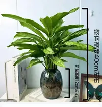 水培青纹竹芋】盆栽室内桌面摆设四季常青可净化空气好养活