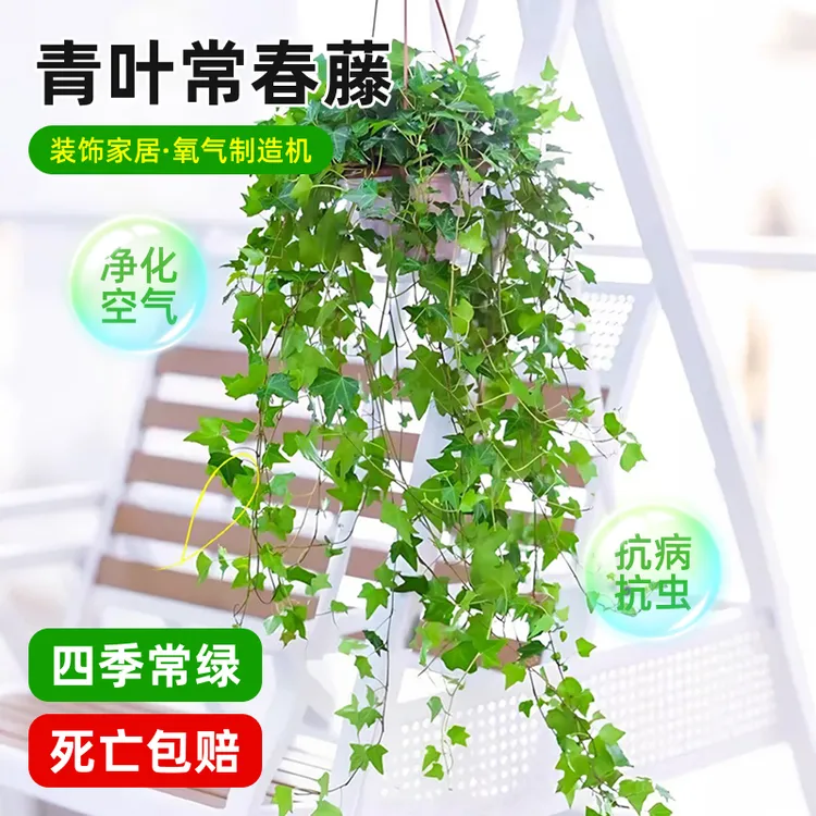 青叶常春藤绿植阳台庭院美观吸甲醛种植观叶鲜活长春藤盆栽长藤
