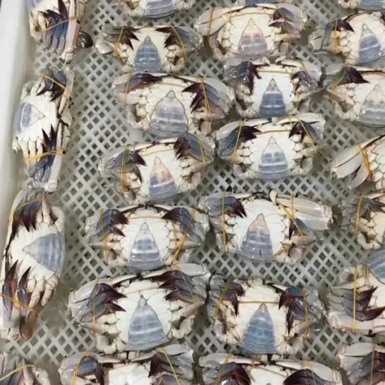 【羊口老咸蟹子】一卤盐三角呛蟹大个头