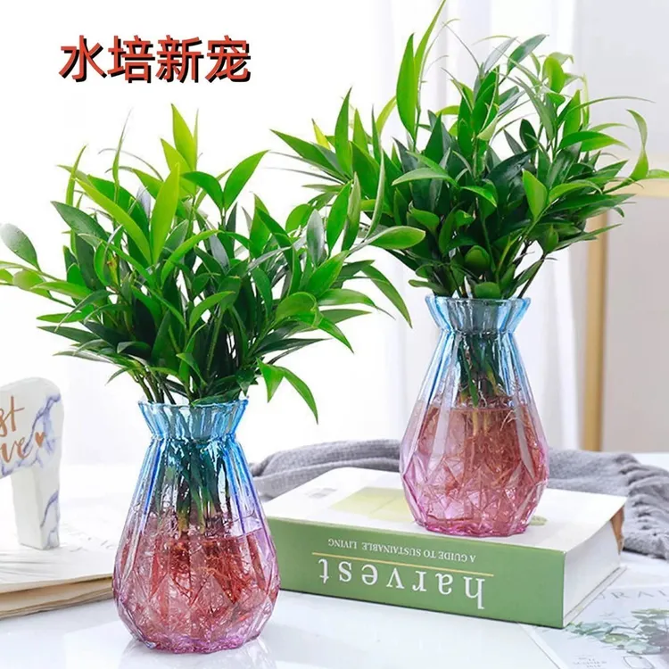 净化空气驱蚊竹柏富贵竹桌面绿植花卉四季常青办公室内水养盆栽