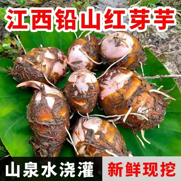 正宗江西铅山红芽芋头新鲜现挖当季农家毛芋香芋芋艿粉糯香甜芋子